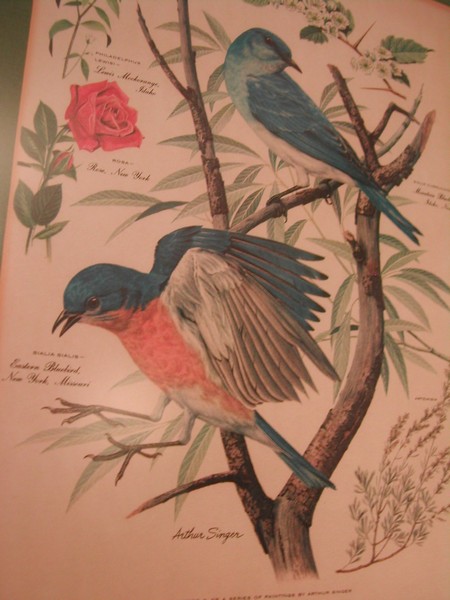 Arthur Singer "Birds of North America Series" Botanical Prints