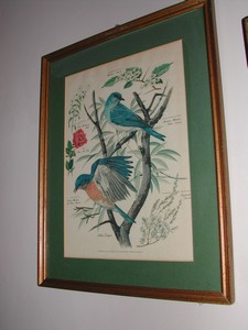 Arthur Singer "Birds of North America Series" Botanical Prints